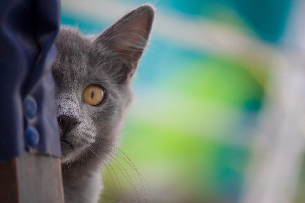 最新猫价格概览，选购指南与猫咪市场趋势分析