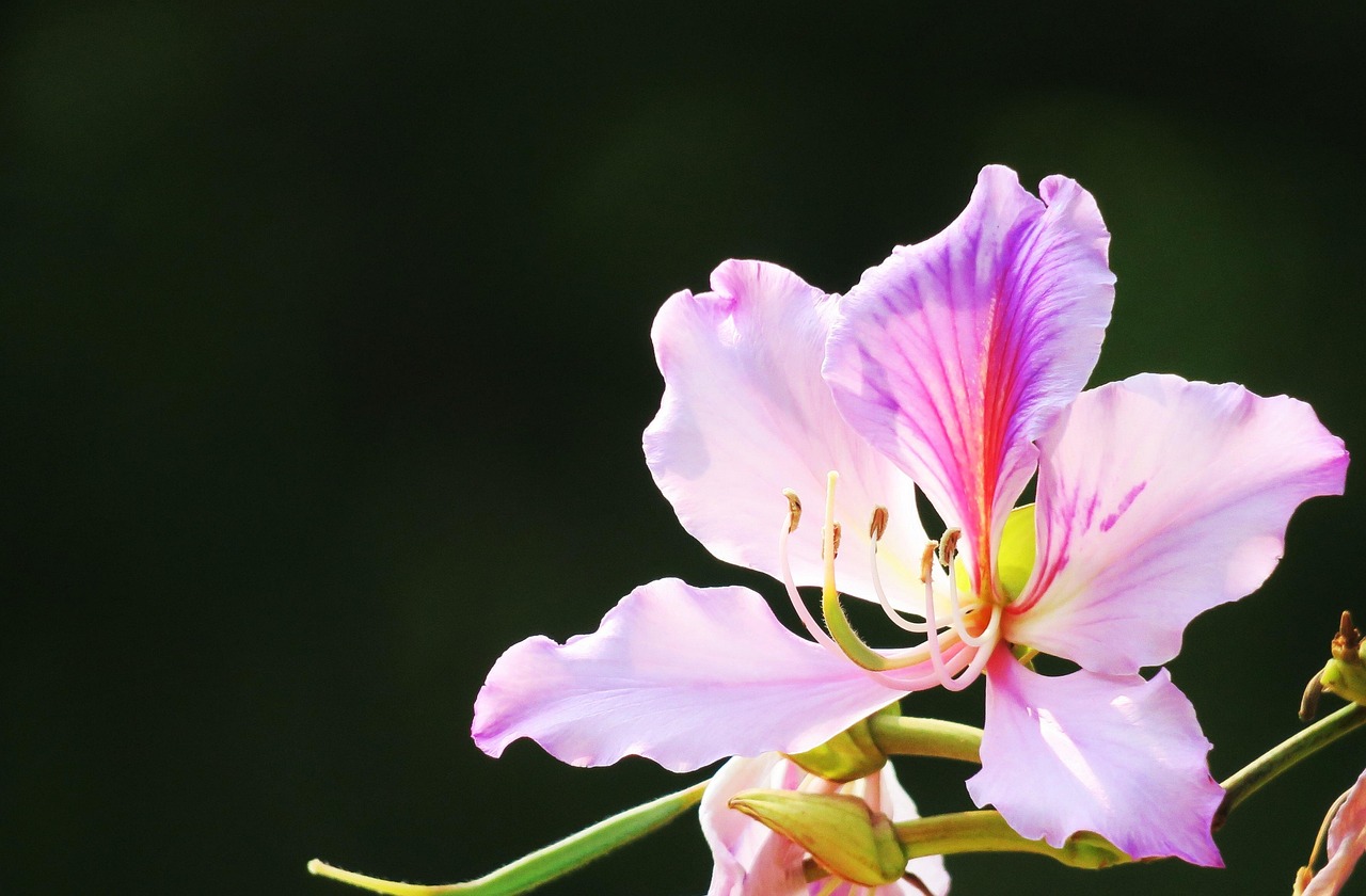 最新白莲花，绽放的美丽与深层内涵